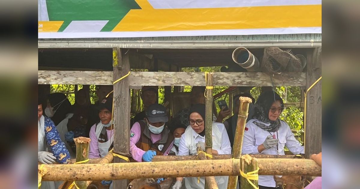 Kabar Gembira! Setiap Daerah di Sulsel Kebagian Hewan Kurban dari Presiden pada Idul Adha 2025