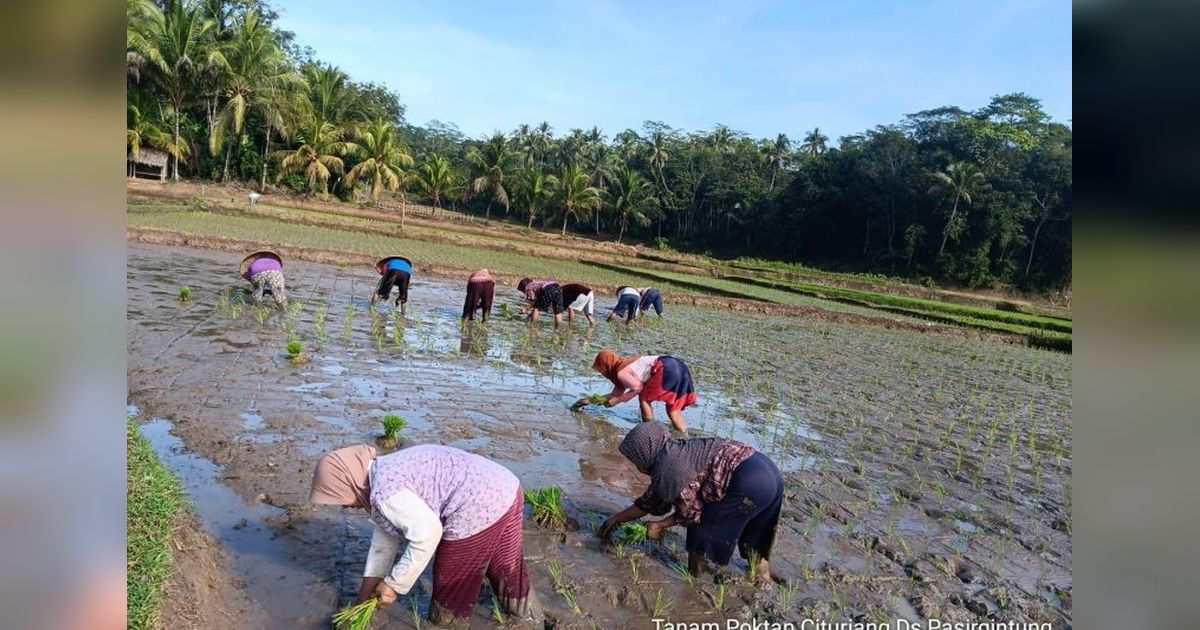 Pemkab Lebak Genjot Percepatan Tanam untuk Dukung Swasembada Pangan Nasional