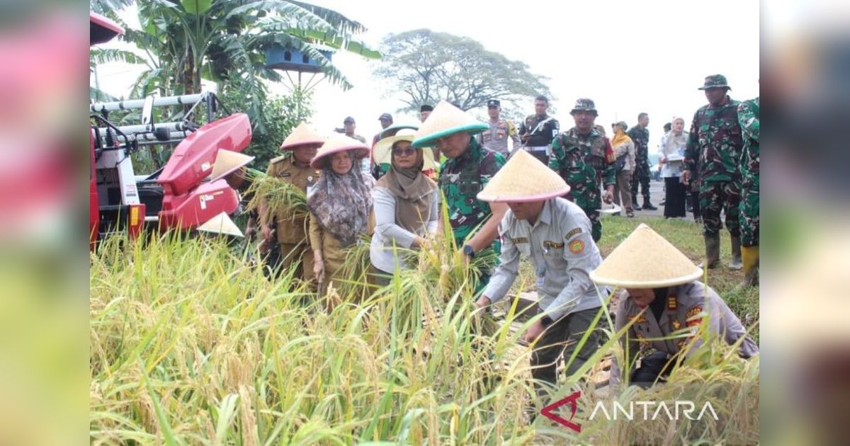 Danrem 051/Wkt Dampingi Petani Bekasi Panen Raya Padi, Bukti Ketahanan Pangan Nasional!
