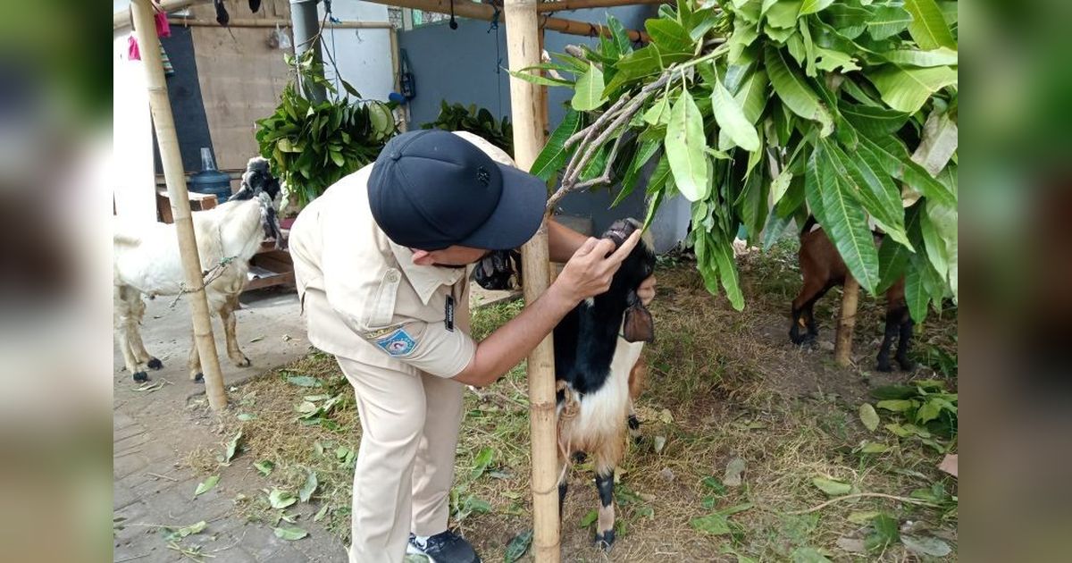 Jelang Idul Adha, Distan Mataram Intensifkan Pemeriksaan Kesehatan Hewan Kurban