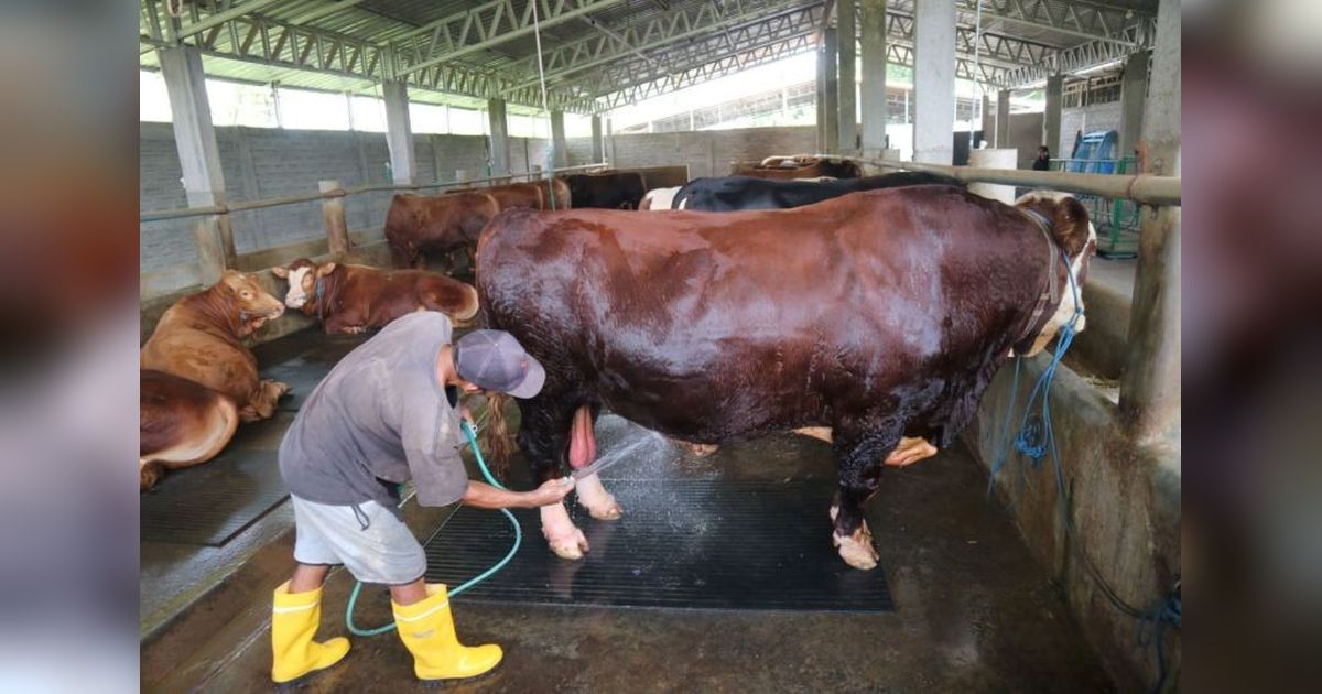 Sapi Kurban Presiden Prabowo di Lombok Tengah Seberat 1 Ton Lebih Siap untuk Idul Adha