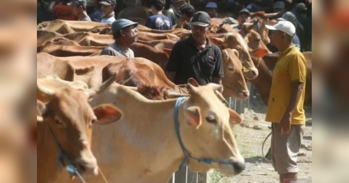 Riau Andalkan Pasokan Sapi Kurban dari Luar Daerah untuk Idul Adha 1446 H