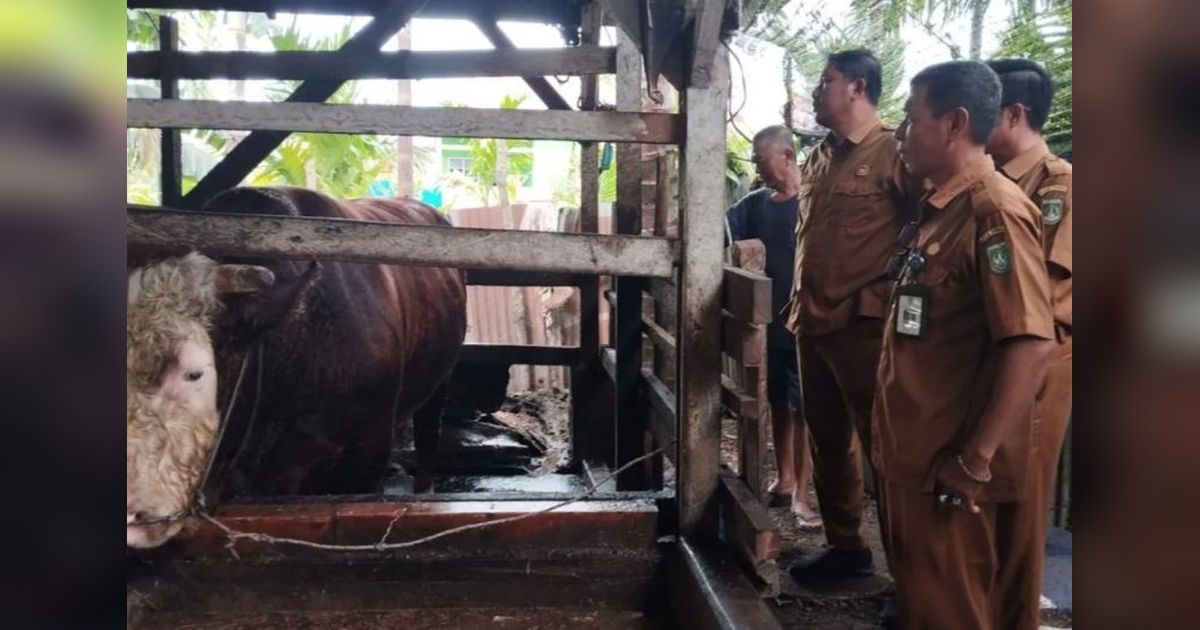 Prabowo Subianto Sumbang Sapi Kurban 750 Kg untuk Warga Dumai di Idul Adha 2025