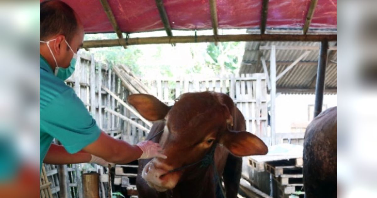 Jelang Idul Adha, Pemkot Jakut Intensifkan Pemeriksaan Kesehatan Hewan Kurban