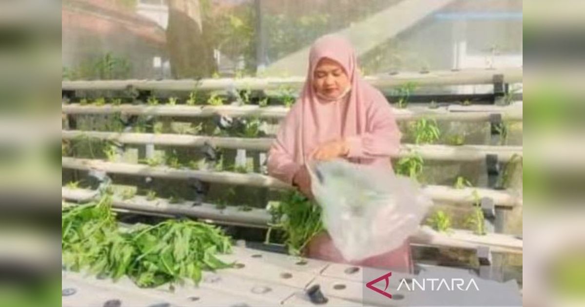 Dinas Pangan Kota Solok Perluas Budi Daya Hidroponik untuk Ketahanan Pangan Keluarga