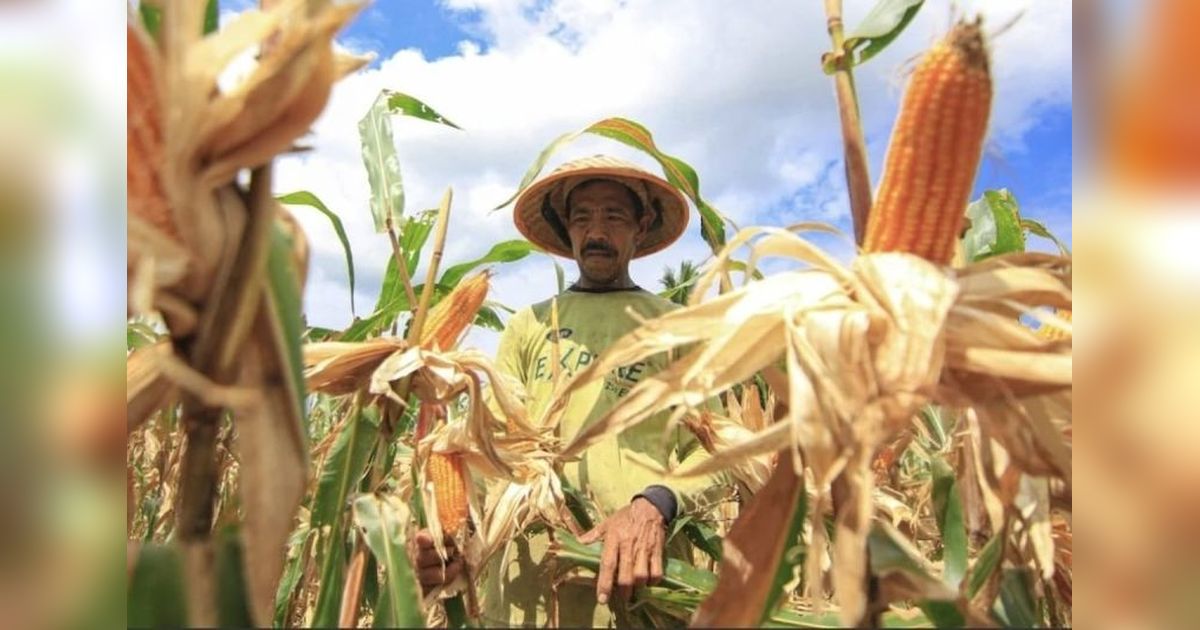 Tahukah Anda? Kementan dan Satgas Pangan Kawal Ketat Distribusi Jagung untuk Peternak, Hindari Penimbunan!