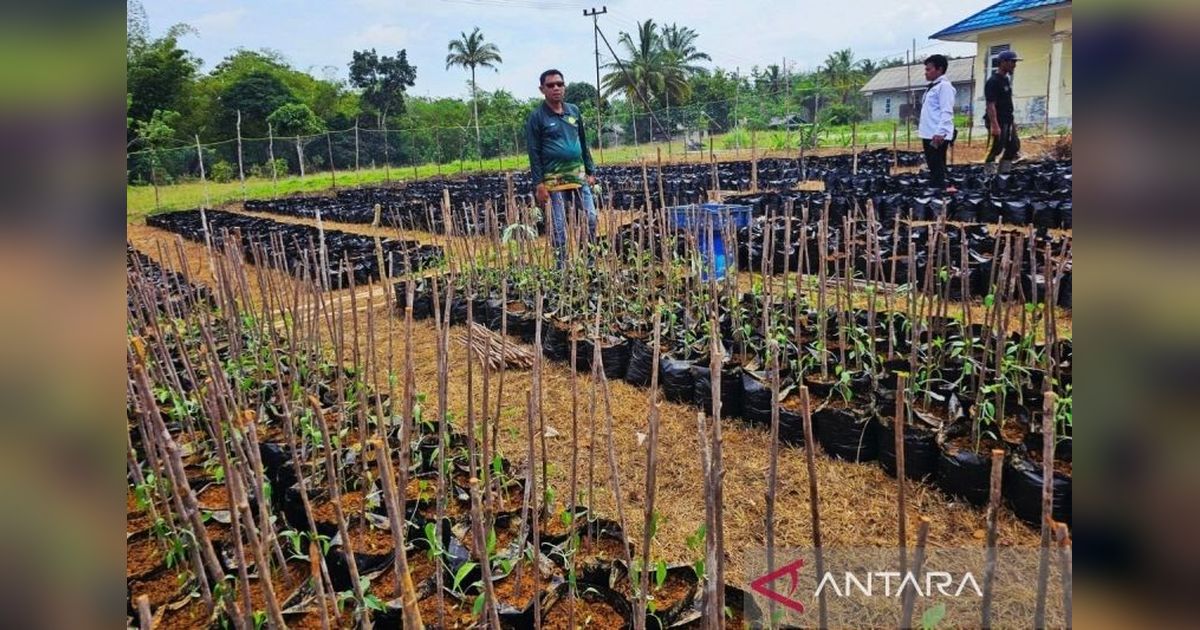 Trivia: Natuna di Ujung Utara Indonesia, Petani Lokal Kini Berdaya Berkat Program Makan Bergizi Gratis
