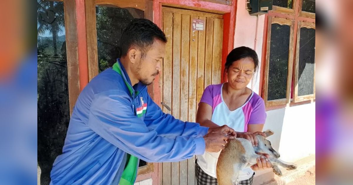 Tahukah Anda? Lebih dari Separuh HPR di Manggarai Barat Telah Divaksinasi Rabies, Jaga Labuan Bajo dari Ancaman Penyakit