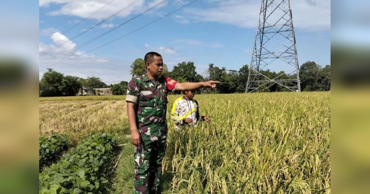 TNI Turun Sawah di Jeneponto: Bukan Hanya Perang, Tapi Juga Panen Raya Bersama Petani!