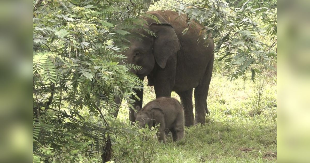 Fakta Unik Anak Gajah Sumatera Jermey di TNWK, Namanya Terinspirasi Dubes Inggris!