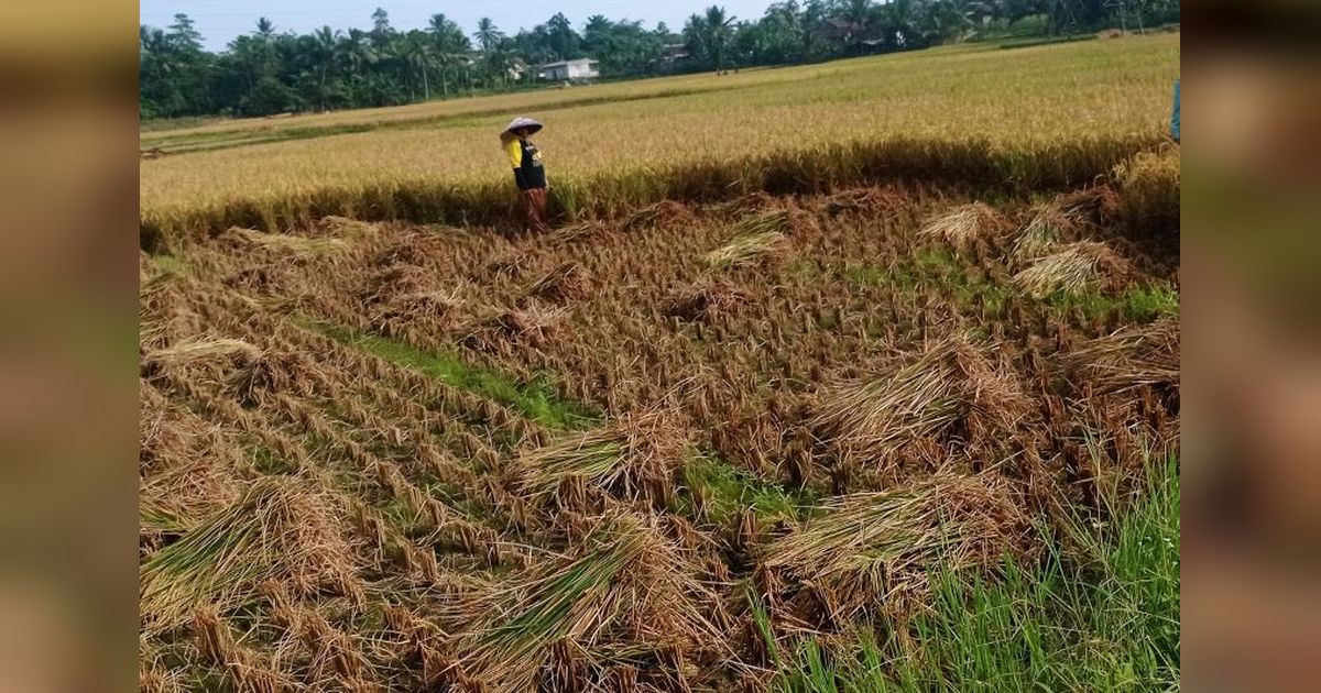 Fakta Unik: Lebak Surplus Beras Hingga 14 Bulan ke Depan, Jaminan Ketahanan Pangan Daerah!
