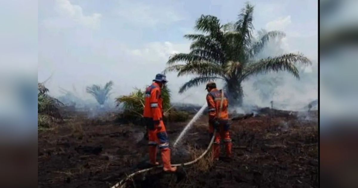 Sudah Hari Ketiga, BPBD Sumsel Kerahkan Tim Darat dan Udara Padamkan Karhutla OKI: Apa Penyebabnya?