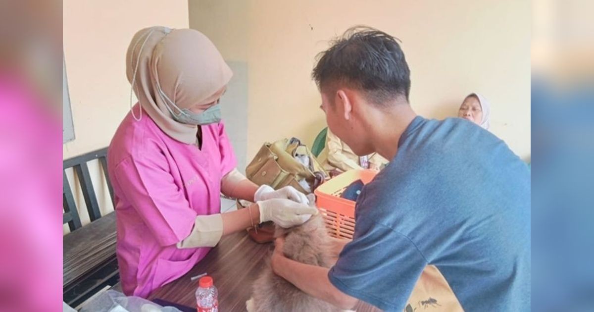 Tahukah Anda? Sudin KPKP Jakbar Sukses Vaksinasi 137 Hewan Penular Rabies di Enam Kelurahan Sekaligus!