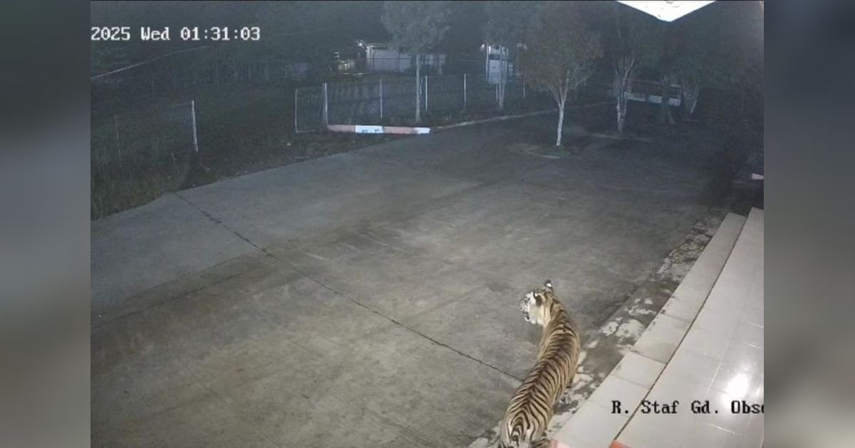 Fakta Unik: BKSDA Sumbar Siaga Satu Setelah Harimau Sumatera Terekam CCTV di Kantor BRIN Agam