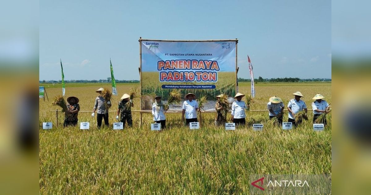 Fakta Unik: Panen Padi Jateng Tembus 10 Ton/Hektare, Wagub Optimistis Surplus Pangan Jateng Tercapai Berkat Teknologi dan Irigasi