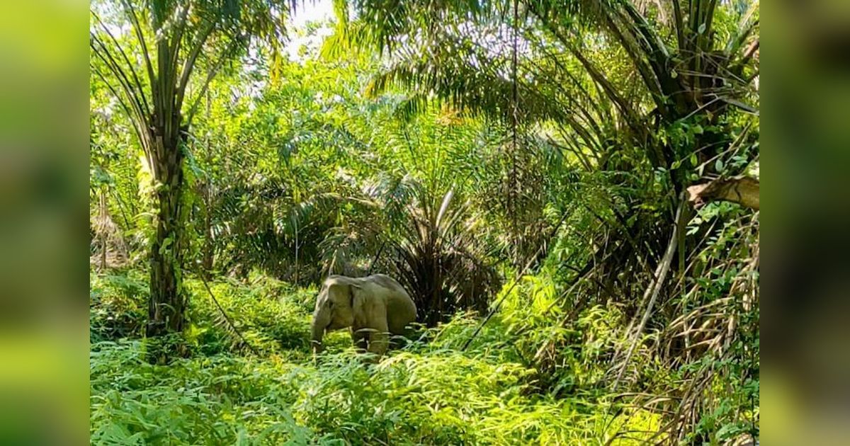 Fakta Unik: PalmCo Kelola 14.000 Hektare Kawasan Konservasi, Tegaskan Industri Sawit Selaras Alam