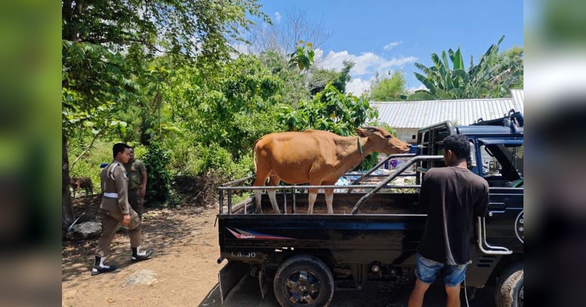 Tahukah Anda? Pemkab Mabar Minta Warga Proaktif Laporkan Penertiban Ternak Labuan Bajo Demi Ketertiban Umum