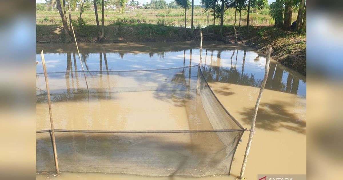 Fakta Unik: Banyuasin Pertahankan Status Penghasil Produksi Ikan Patin Terbesar Kedua di Sumsel