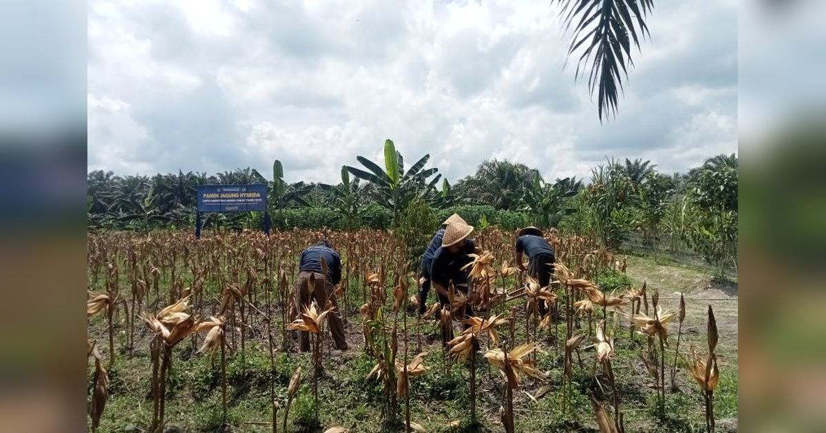 Fakta Menarik: Ditjenpas Jambi Gandeng Bulog Serap Jagung WBP, Dorong Penyerapan Jagung Lapas Narkotika Jambi untuk Ketahanan Pangan