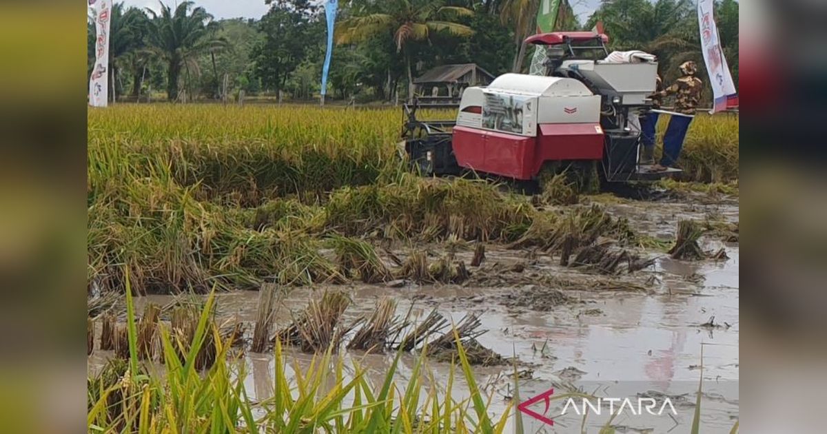 Jangan Puas! Gubernur Sumsel Ingatkan Petani Tingkatkan Produksi Padi Sumsel, Target Peringkat 5 Nasional Bisa Lebih Tinggi