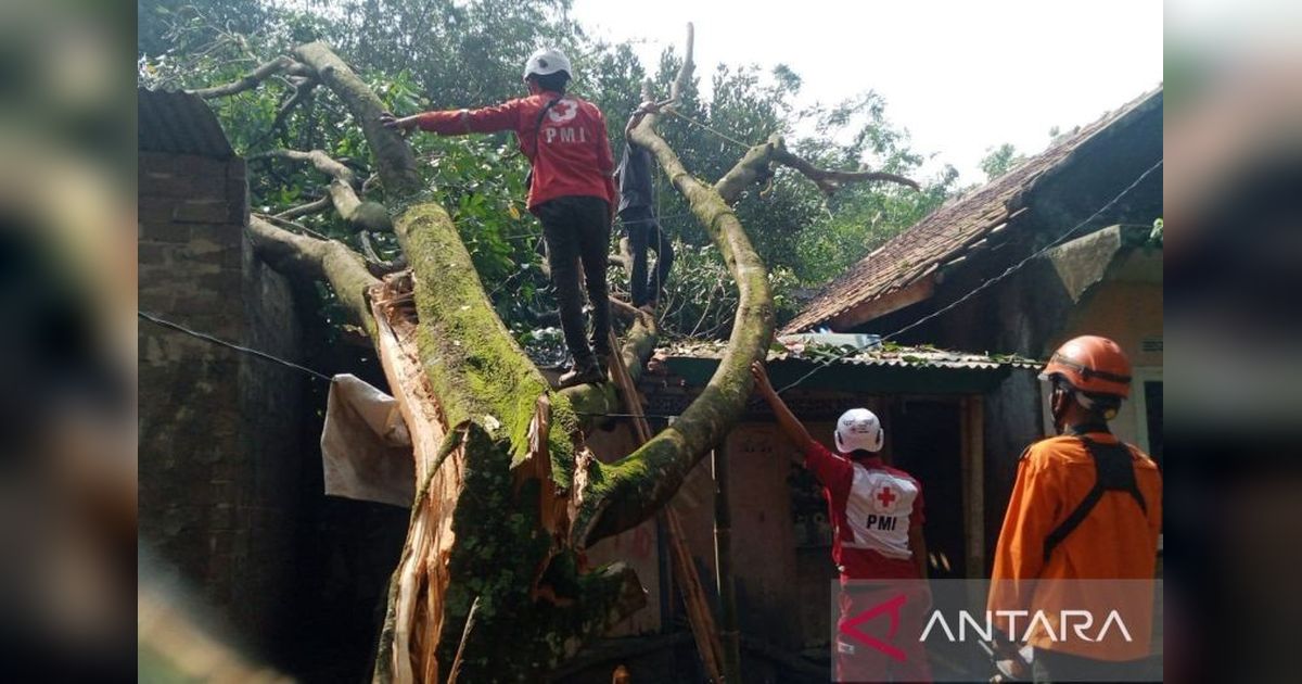 Tahukah Anda? PMI Cianjur Terjunkan Relawan Lengkap Tangani Dampak Puting Beliung di Cibeber