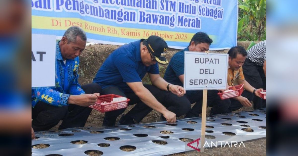 Tahukah Anda? Deli Serdang Proyeksikan STM Hulu Jadi Sentra Bawang Merah, Jamin Pasokan & Tekan Inflasi