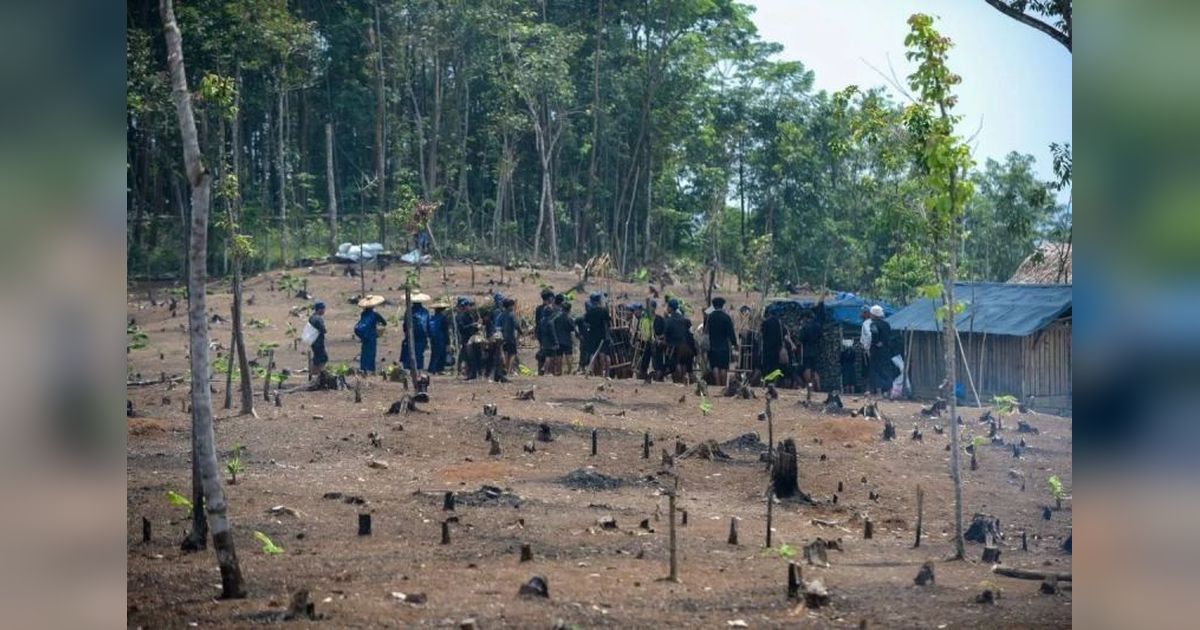 Tradisi Gotong Royong Unik: Petani Badui Kembali 'Ngaseuk Padi Huma Badui' di Lahan Darat