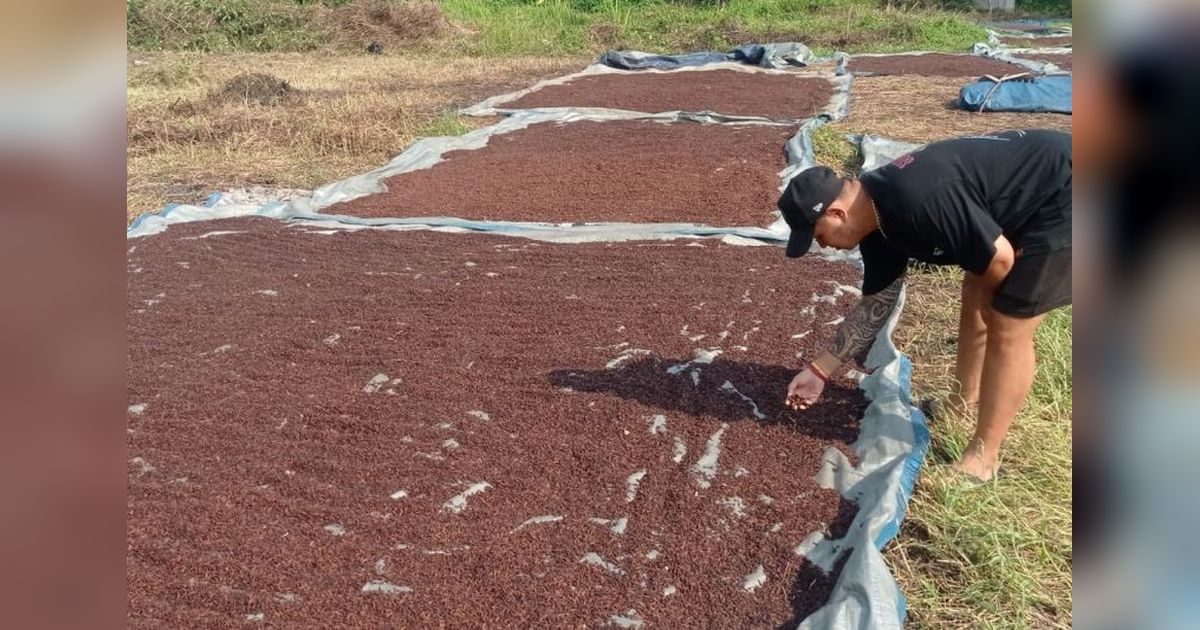 Petani Lebak Bersukacita, Harga Cengkeh Stabil Rp100 Ribu/Kg Bawa Untung Puluhan Juta!