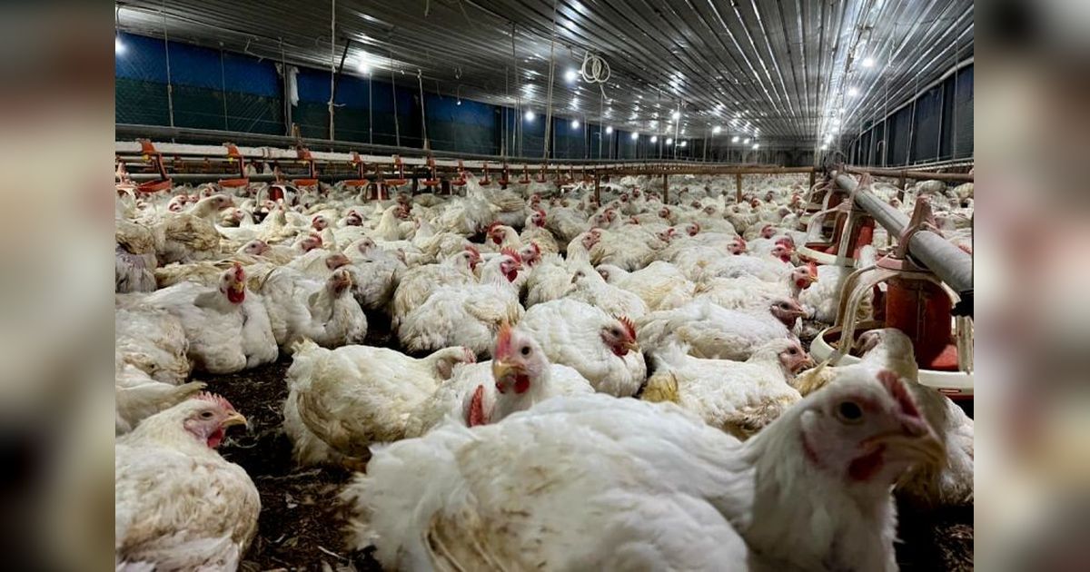 Pemerintah Bangun Peternakan Unggas Terintegrasi Rp20 Triliun Dukung Program MBG dan Ketahanan Pangan