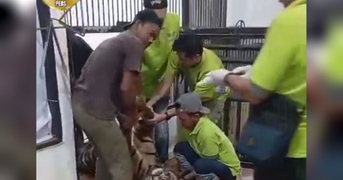 Harimau Sumatra di Lembah Hijau Mati Akibat Perdarahan Otak