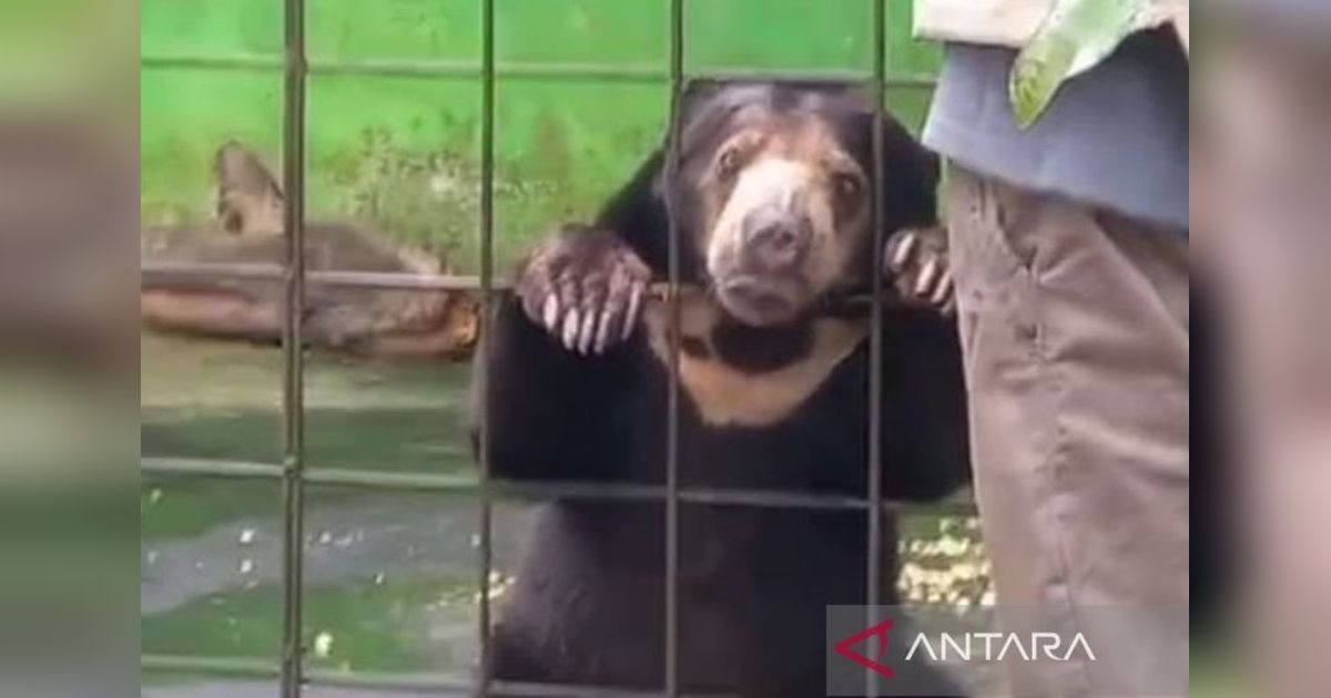 PPS Alobi dan PT Timah Berkolaborasi dalam Rehabilitasi Ratusan Satwa Langka di Bangka