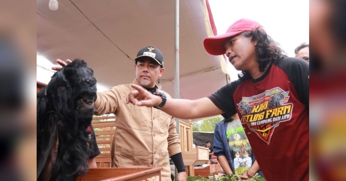 Bupati Haris Dorong Probolinggo Jadi Sentra Ternak Kambing-Domba, Optimalkan Potensi Lokal