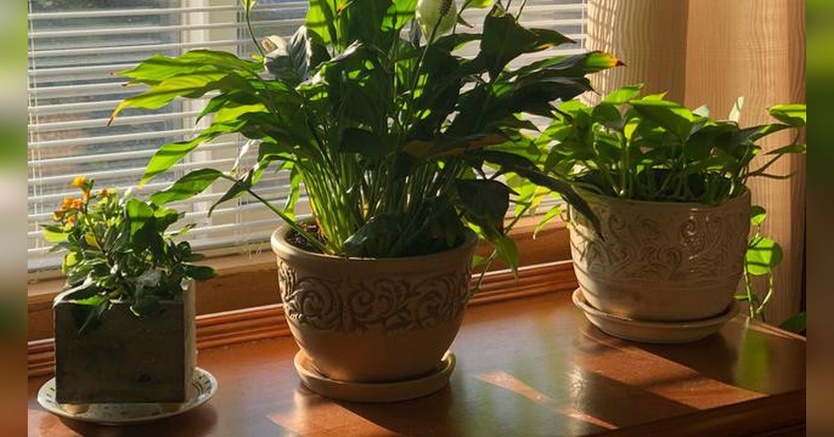 Ternyata Bisa Bikin Stres, Banyak Tanaman Hias di Dalam Rumah, Segini Jumlah Idealnya