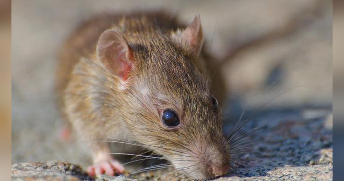 5 Ciri Rumah yang Disukai Tikus Plus Cara Ampuh Mencegahnya Masuk Tanpa Racun