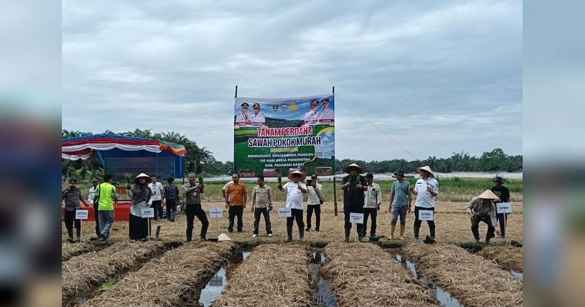 Capaian Luas Tanam Padi Pasaman Barat Januari-November 2025 Lampaui Target, Jamin Ketahanan Pangan