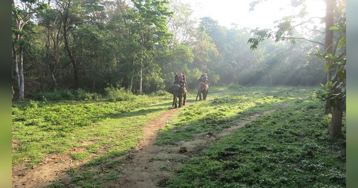 Resmi! Pemerintah Larang Atraksi Gajah Tunggang di Seluruh Indonesia