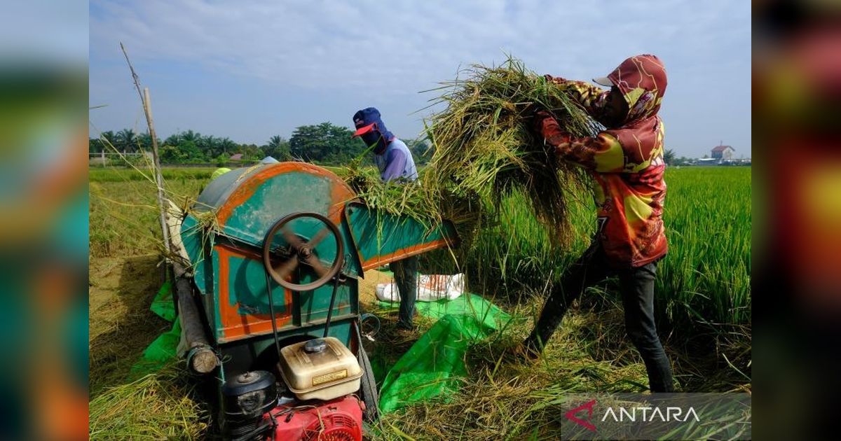 Panen Raya Padi 2026: Berkah Petani Berkat Kebijakan Pemerintah