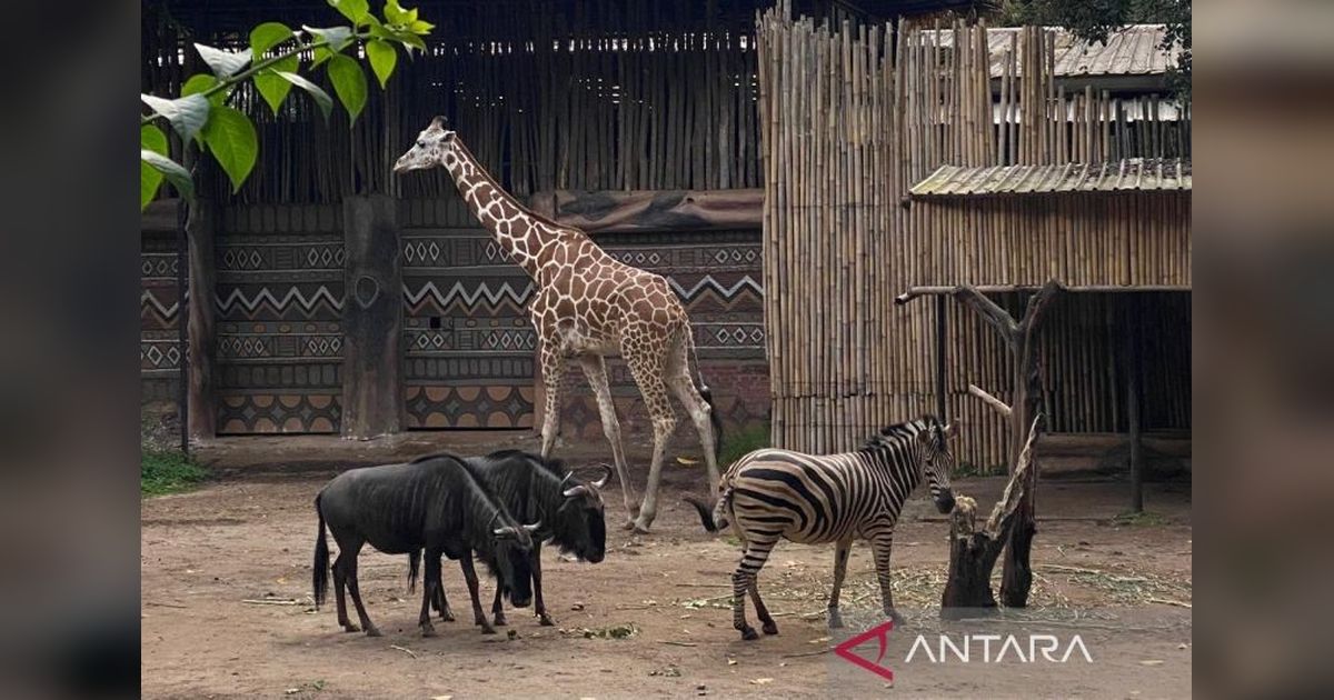 YMT Resmi Serahkan Pengelolaan Satwa Kebun Binatang Bandung ke Pemerintah