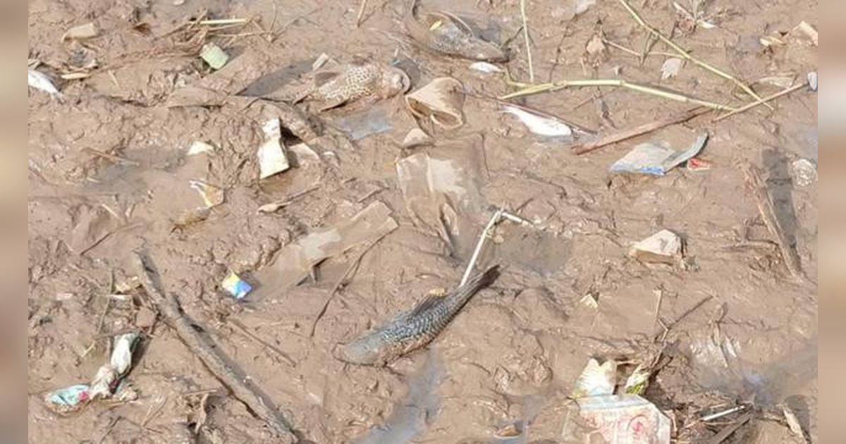 Kesaksian Warga Mencoba Ikan Sungai Cisadane Tercemar Pestisida, Mengaku Pusing dan Kliyengan