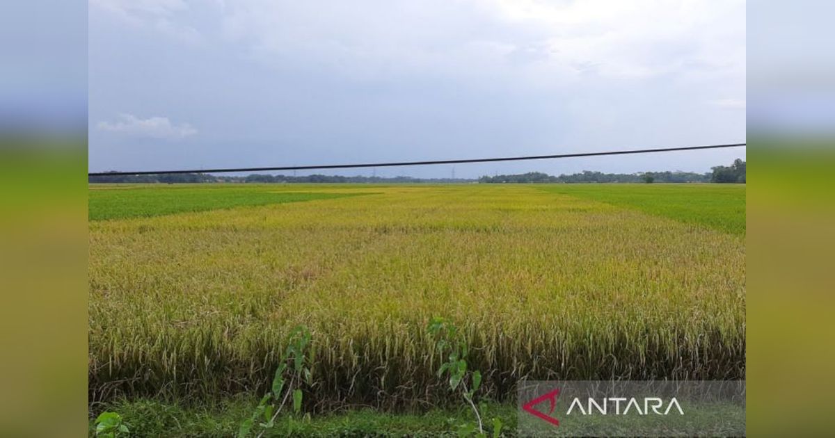 Distan Mukomuko Targetkan 3.400 Hektare Tanam Padi Musim Ini