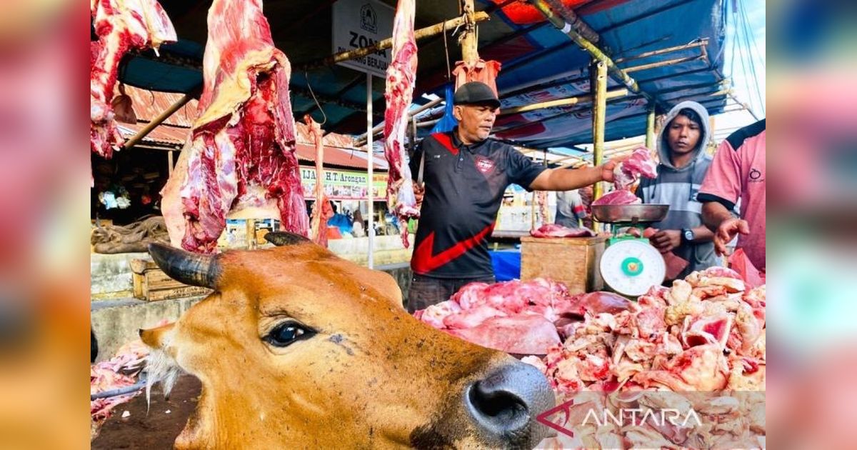 Pemkab Aceh Barat Beli Puluhan Ternak dari Bantuan Presiden Prabowo untuk Meugang Korban Banjir