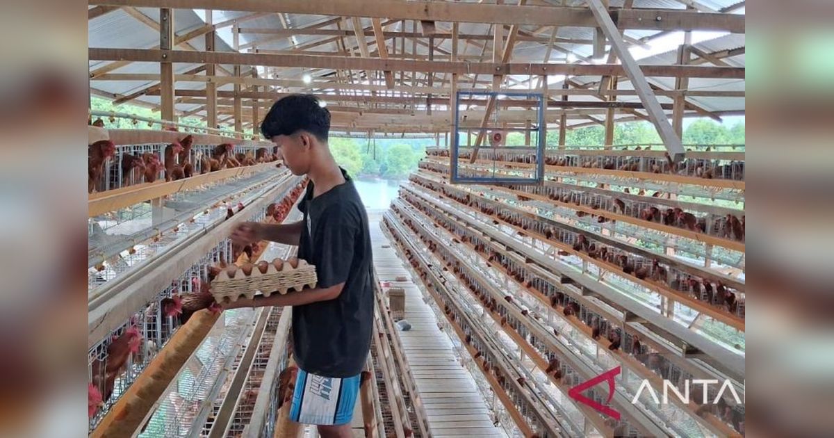 Wakil Ketua DPRK Aceh Tamiang Dorong Potensi Ternak Ayam Petelur untuk Pemulihan Ekonomi Pasca Bencana