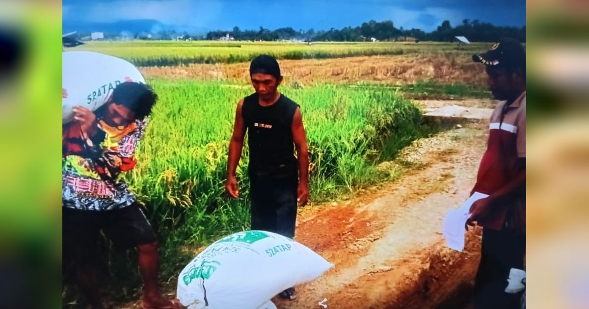 Bulog Bukittinggi Gencarkan Serap Beras Petani di Pasaman dan Pasaman Barat
