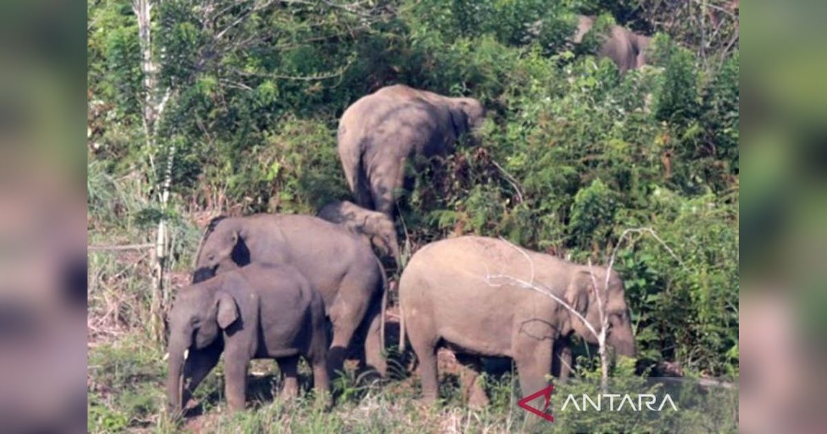 Aceh Timur Pasang 79,92 Km Kawat Kejut Gajah, Atasi Konflik Satwa Liar di Pedalaman