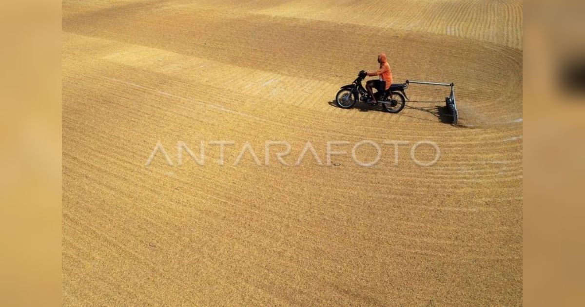 Pengamat Tekankan Penguatan Infrastruktur Bulog Hadapi Puncak Panen Raya 2026