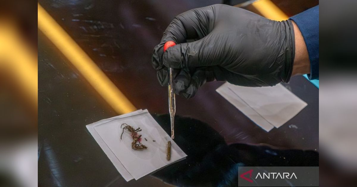 Mekanisme Kelola Stres Kunci Utama Kurangi Risiko Adiksi Zat Psikoaktif Termasuk Whip Pink