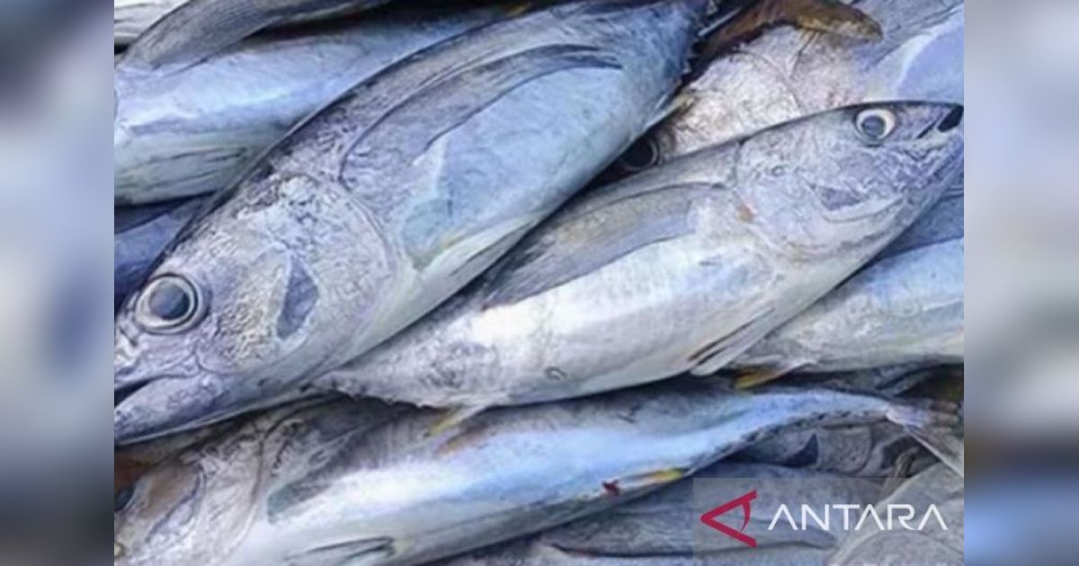 Pemprov Maluku Gencarkan Kampanye Konsumsi Ikan Beku dan Cabai Kering untuk Stabilitas Pangan