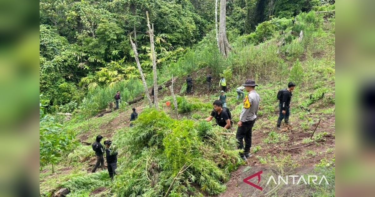 Polres Empat Lawang Temukan 3 Hektare Ladang Ganja, Narkotika Rp1 Miliar Disita