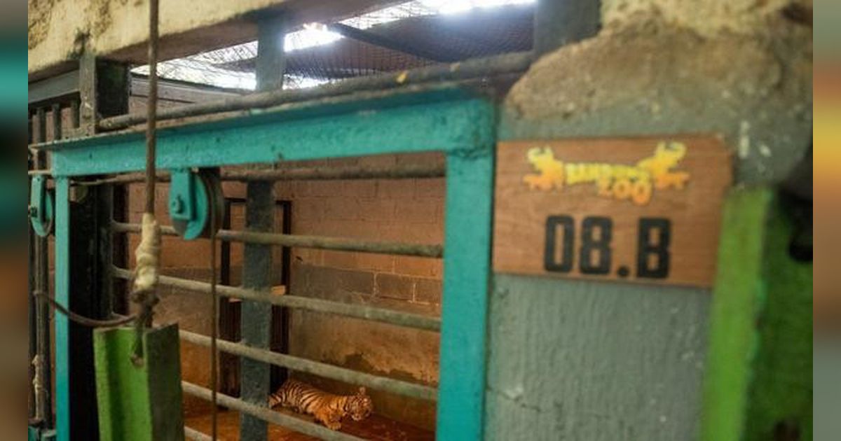 BBKSDA Jabar Ungkap Penyebab Kematian Dua Anak Harimau di Kebun Binatang Bandung