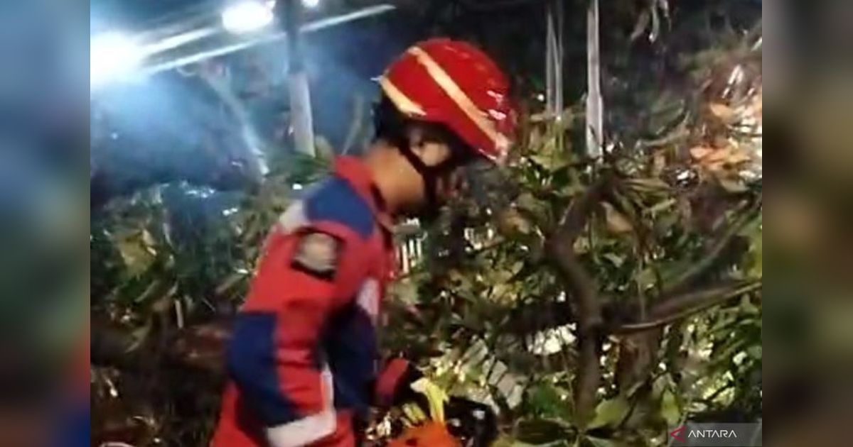 Respons Cepat Damkar Jaktim dalam Evakuasi Pohon Tumbang di Ciracas